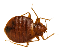 bedbug