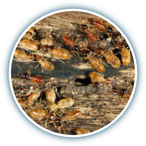 termite service